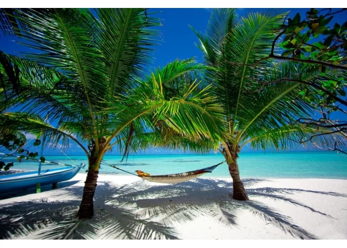 Tapeta na zeď Palma